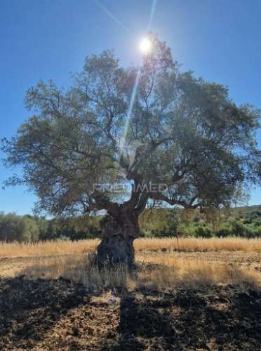 Terreno rustico - torrão