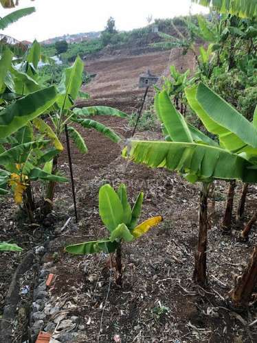 Terreno na ponta do sol (5.100m2)