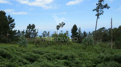 Terreno nos canhas-ponta do sol  (6.272m2)
