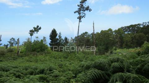 Terreno nos canhas-ponta do sol  (6.272m2)