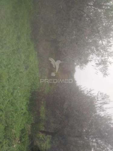 Terrno/olival com viabilidade de construção