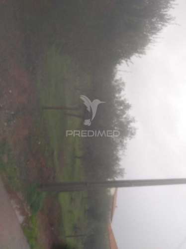 Terrno/olival com viabilidade de construção