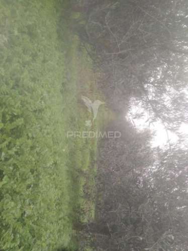 Terrno/olival com viabilidade de construção