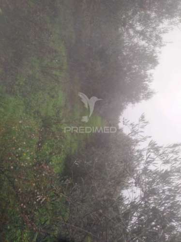 Terrno/olival com viabilidade de construção