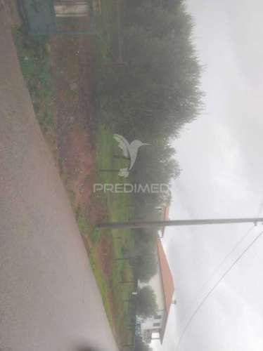 Terrno/olival com viabilidade de construção