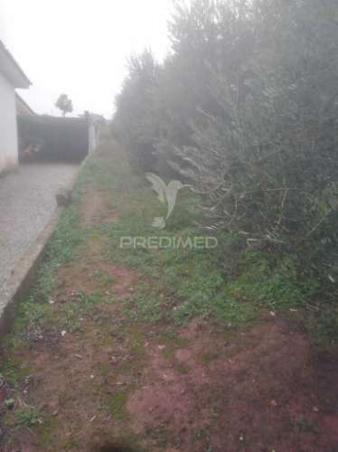 Terrno/olival com viabilidade de construção