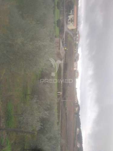 Terrno/olival com viabilidade de construção