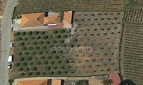 Terrno/olival com viabilidade de construção