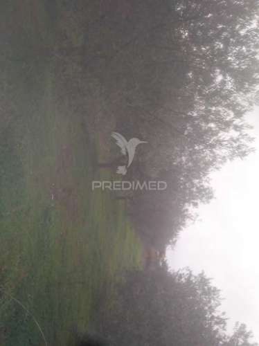 Terrno/olival com viabilidade de construção