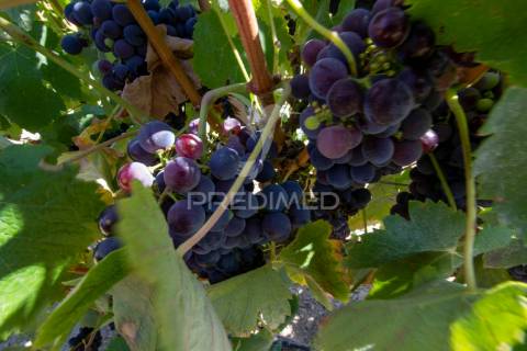 Herdade vinícola na zona do poceirão