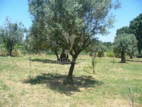 Excelente oportunidade terreno misto com ruina, constância