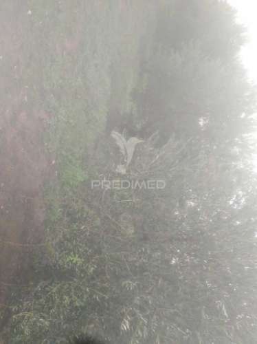 Terreno/olival com viabilidade de construção