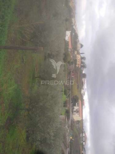 Terreno/olival com viabilidade de construção