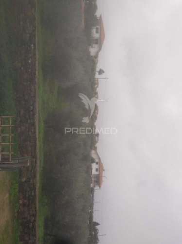 Terreno/olival com viabilidade de construção