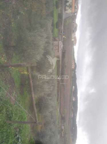Terreno/olival com viabilidade de construção