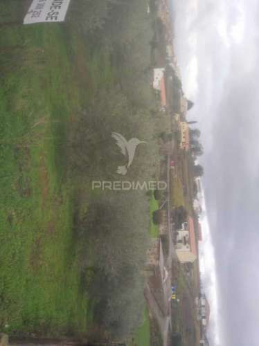 Terreno/olival com viabilidade de construção