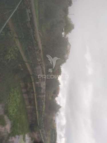 Terreno/olival com viabilidade de construção