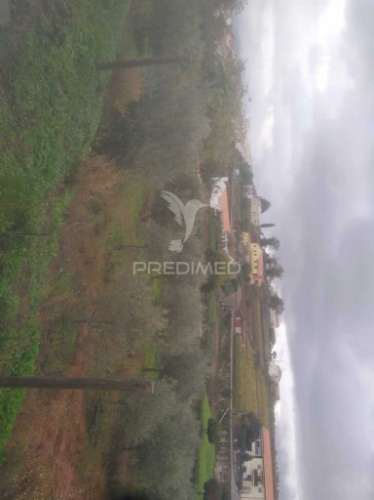 Terreno/olival com viabilidade de construção