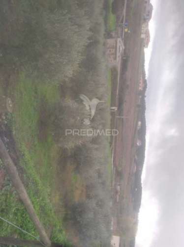 Terreno/olival com viabilidade de construção