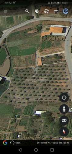 Terreno/olival com viabilidade de construção