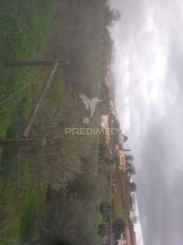 Terreno/olival com viabilidade de construção