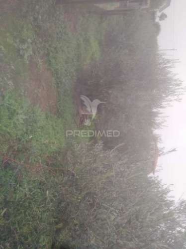 Terreno/olival com viabilidade de construção