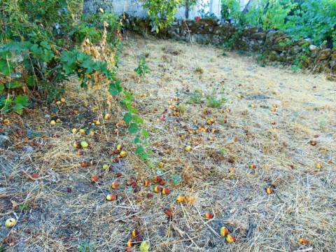 Casa tradicional em granito c/ quintal para recuperar em vila real