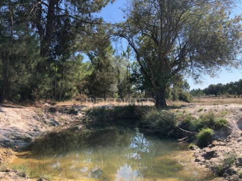 Terreno de 7ha, grândola, área de construção 229m2