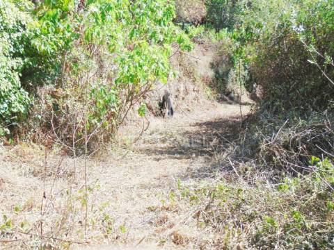 Moradia usada c/ 3 moinhos de roda em vila real