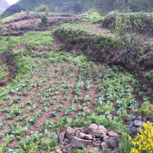 Terreno rústico 2.229m2 com 3 palheiros para recuperação