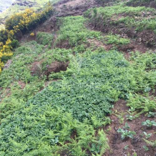 Terreno rústico 2.229m2 com 3 palheiros para recuperação