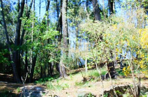 Terreno agrícola c/1,8 ha a 6 kms do centro de vila real 