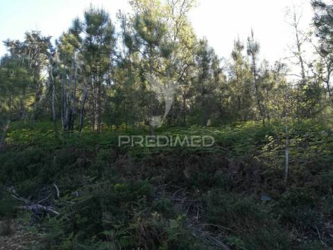 Excelente investimento