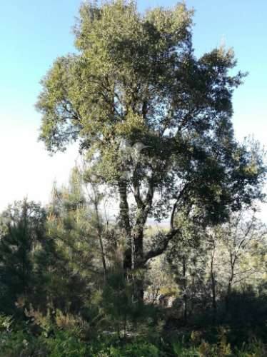 Excelente investimento