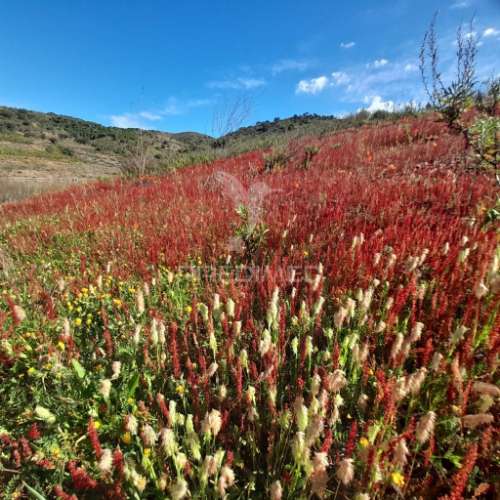 Terreno rustico junto a barragem de odeleite
