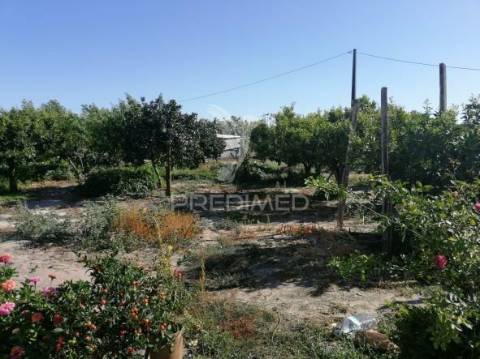 Quinta com moradia t3 em grândola