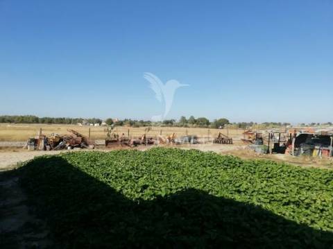 Quinta com moradia t3 em grândola