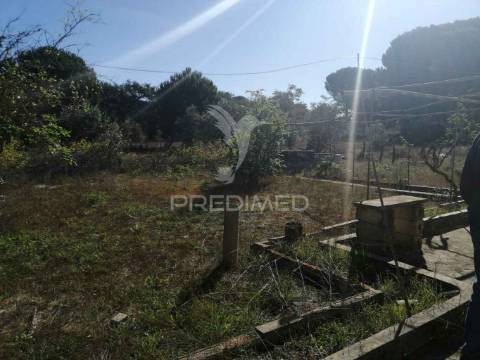 Monte alentejano - grândola