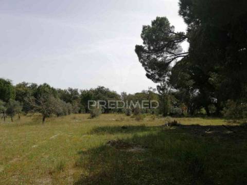 Monte alentejano - grândola