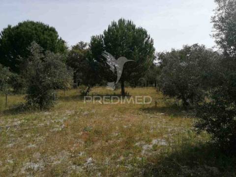 Monte alentejano - grândola