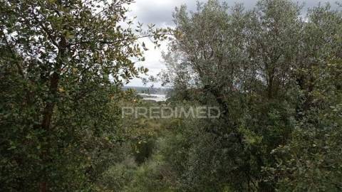 Monte alentejano em montargil.