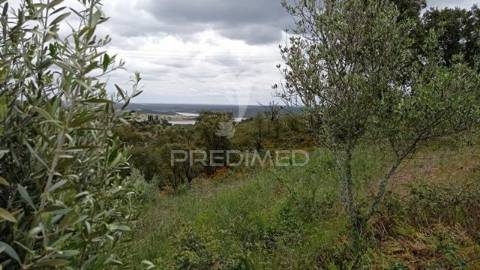 Monte alentejano em montargil.