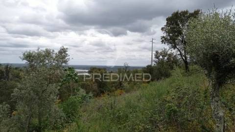 Monte alentejano em montargil.