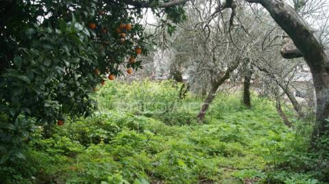 Moradia 2 pisos com quintal carreiras/portalegre