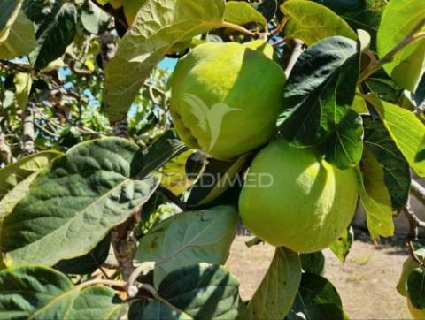 Lote urbano para construção de moradia térrea