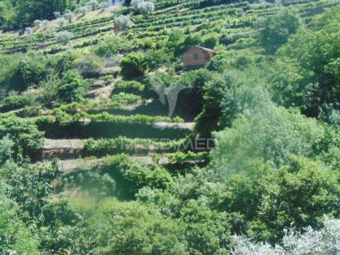 Propriedade c/ 1,5 ha em santa marta de penaguião