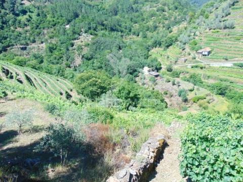 Propriedade c/ 1,5 ha em santa marta de penaguião