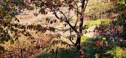 Propriedade c/ 1,5 ha em santa marta de penaguião