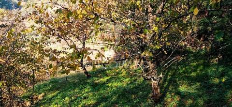 Propriedade c/ 1,5 ha em santa marta de penaguião