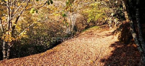 Propriedade c/ 1,5 ha em santa marta de penaguião